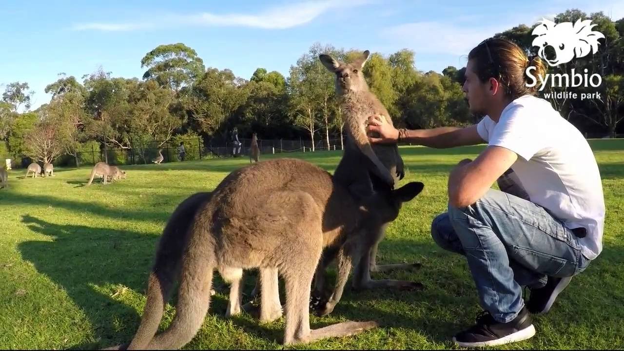 HÀ NỘI - SYDNEY - THỦ ĐÔ CANBERRA - VƯỜN THÚ SYMBIO WOLLONGONG - HÀ NỘI